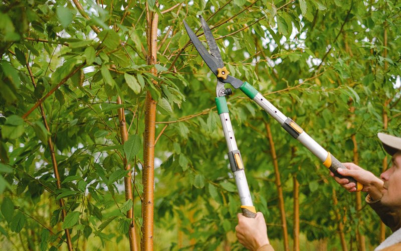 Tree trimming in Fort Duchesne, UT